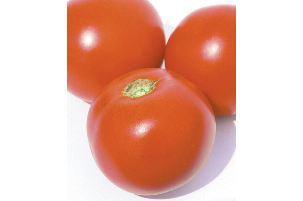 Estiva – Tomato Seed